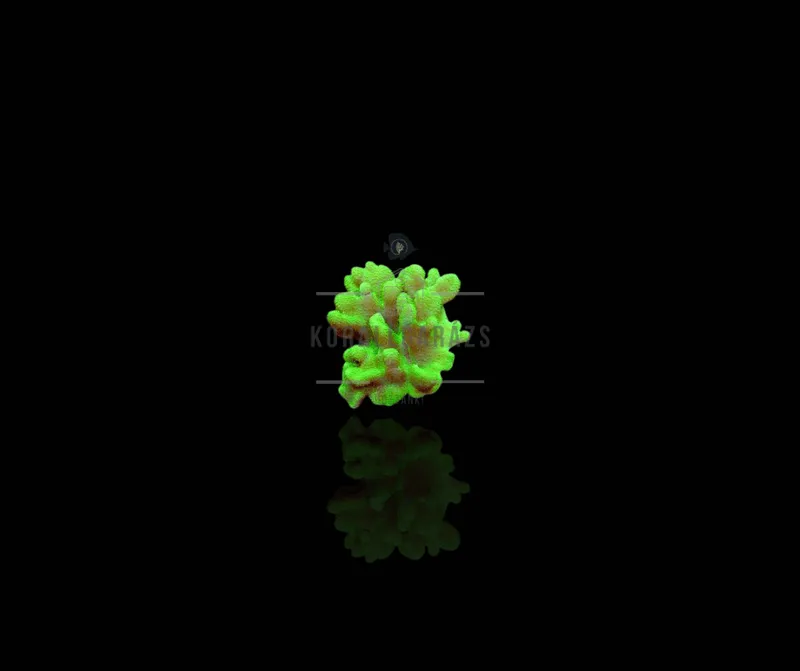 Lobophytum Green